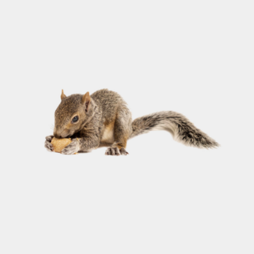 Nourriture pour rongeurs  Écureuil Land - Entraide pour les